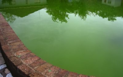 Comment éclaircir rapidement une piscine verte ?