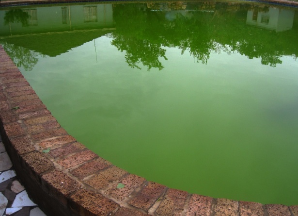 piscine eau verte